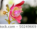 Blooming flower 50249669