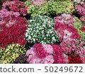 Many flowers in flower market 50249672