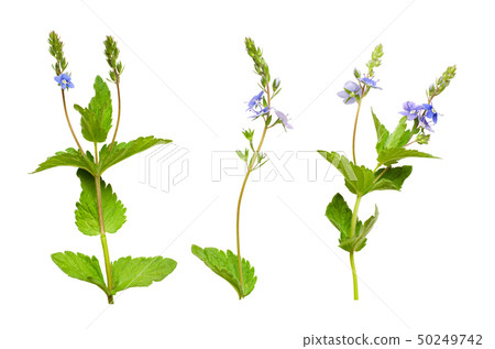 Set of Veronica chamaedrys flowers, buds and Set of Veronica chamaedrys flowers, buds and 50249742