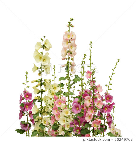 Pink and white mallow flowers Pink and white mallow flowers 50249762