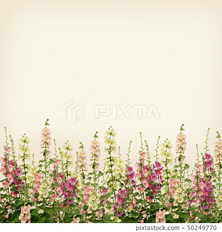 Pink and white mallow flowers border on beige Pink and white mallow flowers border on beige 50249770