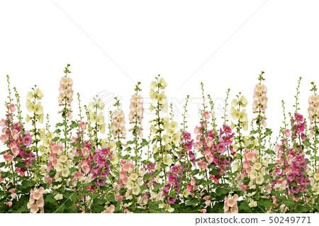 Fresh pink and white mallow flowers border 50249771