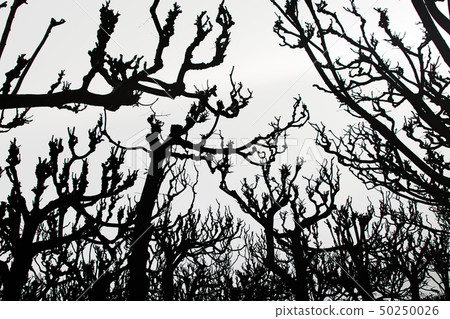 Tree Art, dark silhouette of tree crowns on a Tree Art, dark silhouette of tree crowns on a 50250026