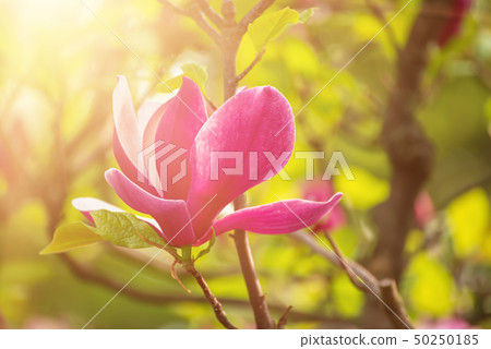 Magnolia spring flowers Magnolia spring flowers 50250185