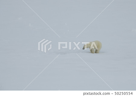 Polar bear walking on the ice in Arctic. Polar bear walking on the ice in Arctic. 50250554