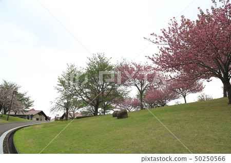 Kasama Craft Hill Yae Sakura Kashima, Ibaraki Prefecture 50250566