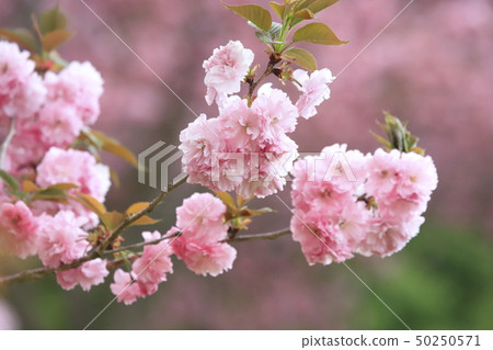 Kasama Craft Hill Yae Sakura Kashima, Ibaraki Prefecture Kasama Craft Hill Yae Sakura Kashima, Ibaraki Prefecture 50250571