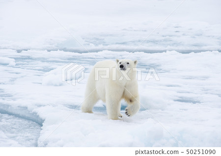 Polar bear walking on the ice in Arctic. Polar bear walking on the ice in Arctic. 50251090