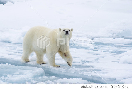Polar bear walking on the ice in Arctic. Polar bear walking on the ice in Arctic. 50251092