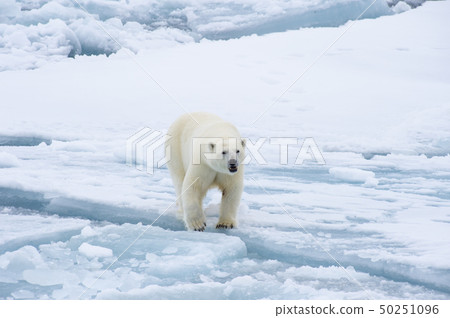 Polar bear walking on the ice in Arctic. 50251096