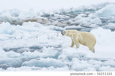 Polar bear walking on the ice in Arctic. 50251103