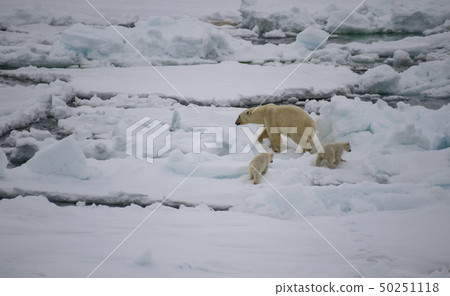 Polar bear walking on the sea ice 50251118