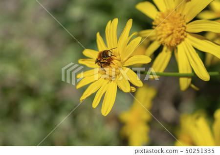 A bee resting on a yellow daisy on sunny spring A bee resting on a yellow daisy on sunny spring 50251335