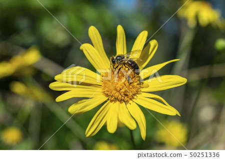 A bee with its legs full of pollen A bee with its legs full of pollen 50251336