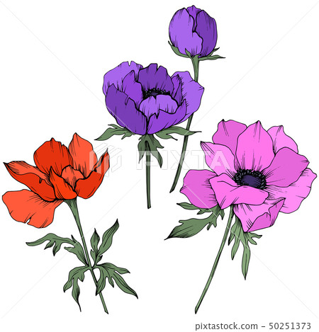 Vector Anemone floral botanical flowers. Black and white engraved ink art. Isolated anemone Vector Anemone floral botanical flowers. Black and white engraved ink art. Isolated anemone 50251373
