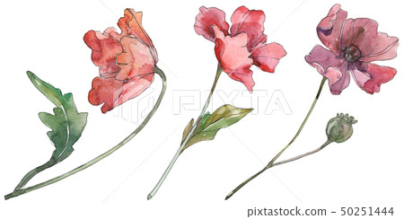 Red and purple poppy floral botanical flowers. Watercolor background set. Isolated poppies 50251444