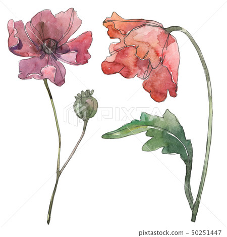 Red and purple poppy floral botanical flowers. Watercolor background set. Isolated poppies 50251447