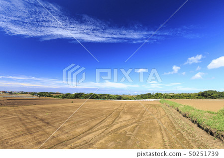 Field (summer / autumn) Field (summer / autumn) 50251739