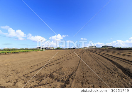Field (summer / autumn) 50251749