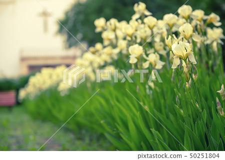 Iris flower blooming at church yard 50251804