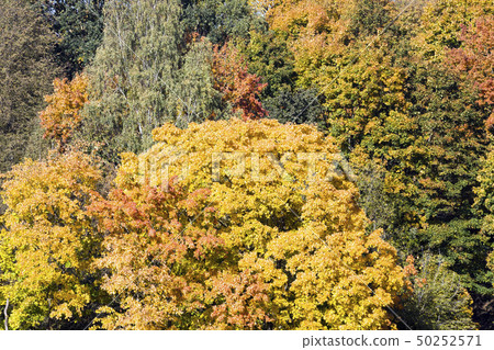 Autumn landscape 50252571