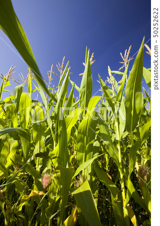 Green corn Green corn 50252622