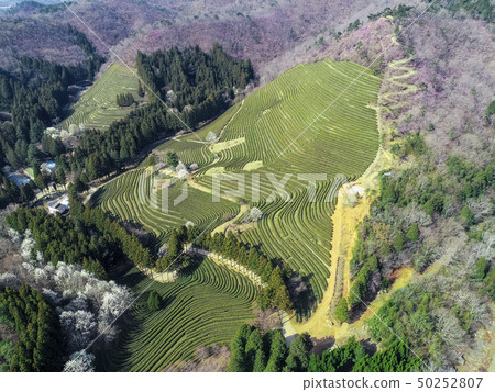 寶城茶園 50252807