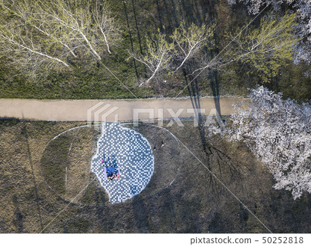 Cherry blossom landscape Cherry blossom landscape 50252818