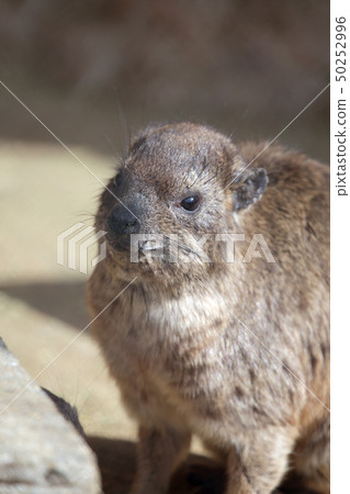 Hilux的 Hilux的 50252996