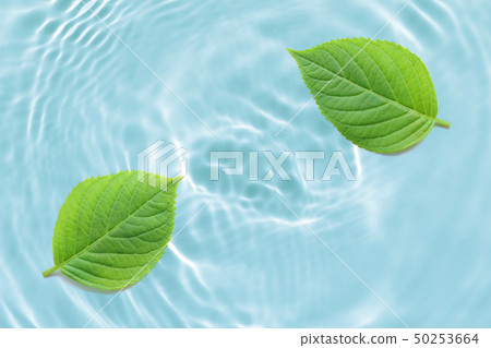 樹離開水夏天新綠色背景 50253664