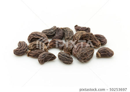 女性水果,水果,水果,水果,水果,水果,女貞果 女性水果,水果,水果,水果,水果,水果,女貞果 50253697