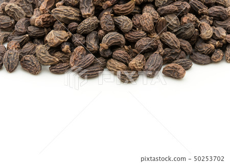 Female fruit, fruit of the fruit rice, fruit, fruit, fruit, listrum, privet fruit Female fruit, fruit of the fruit rice, fruit, fruit, fruit, listrum, privet fruit 50253702