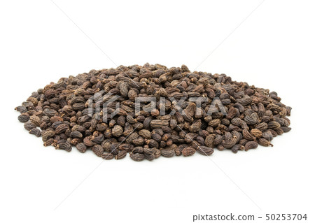 Female fruit, fruit of the fruit rice, fruit, fruit, fruit, listrum, privet fruit Female fruit, fruit of the fruit rice, fruit, fruit, fruit, listrum, privet fruit 50253704