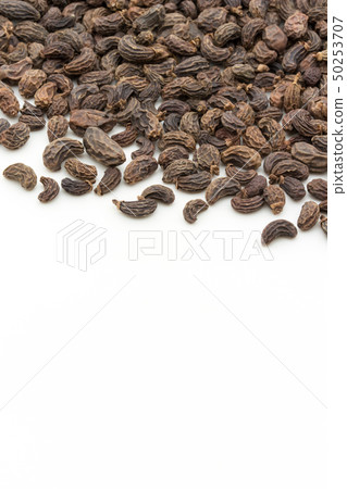 女性水果,水果,水果,水果,水果,水果,女貞果 女性水果,水果,水果,水果,水果,水果,女貞果 50253707