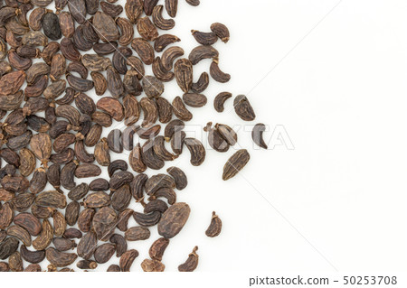 Female fruit, fruit of the fruit rice, fruit, fruit, fruit, listrum, privet fruit 50253708