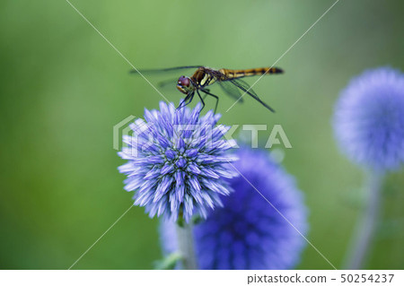 Dragonfly  50254237