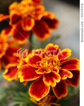 萬壽菊 50254316