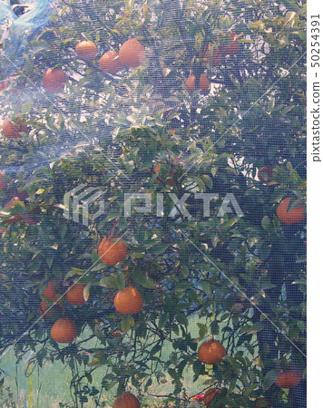 Preharvest decopon with a net hook for bird protection Preharvest decopon with a net hook for bird protection 50254391