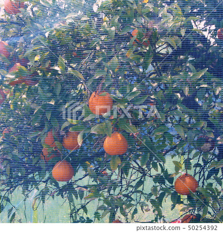 Preharvest decopon with a net hook for bird protection Preharvest decopon with a net hook for bird protection 50254392