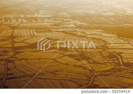 aerial view of a paddy field 50254414