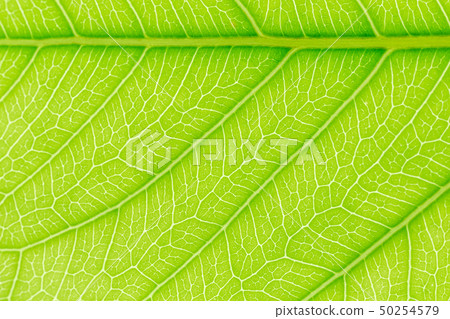 Natural green Leaf pattern texture background. 50254579