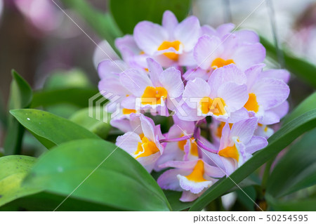 Orchid flower in garden at spring day for design. Orchid flower in garden at spring day for design. 50254595