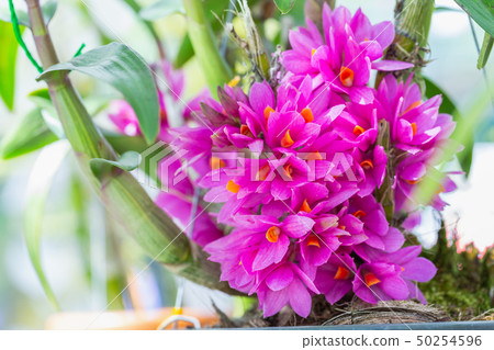 Orchid flower in garden at spring day for design. Orchid flower in garden at spring day for design. 50254596