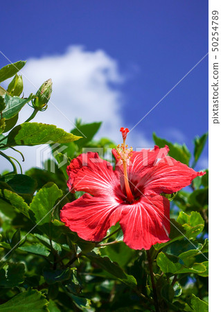 Hibiscus and blue sky 50254789