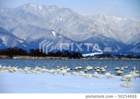 Inawashiro swans Inawashiro swans 50254888