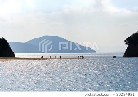 [小豆島，旅遊勝地]天使路（天使長廊）早晨 50254981