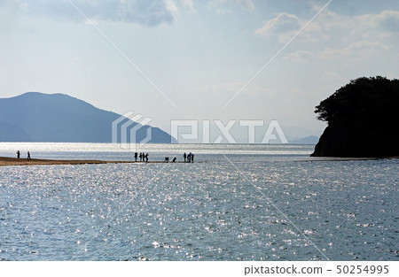 [小豆島，旅遊勝地]天使路（天使長廊）早晨 50254995