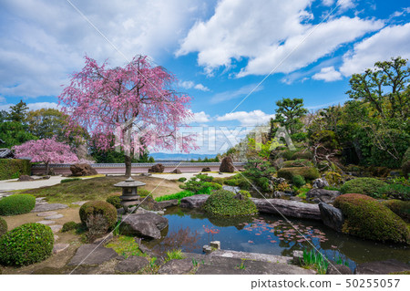 在Shohoji,京都的石庭院和紅色分支櫻花 在Shohoji,京都的石庭院和紅色分支櫻花 50255057