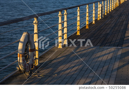 Osaka Sakishima, the seaside cosmos at dusk 50255086