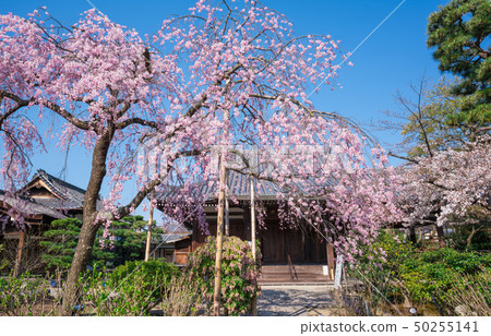 Cherry blossoms of King Kong Gojo in Kyoto Cherry blossoms of King Kong Gojo in Kyoto 50255141